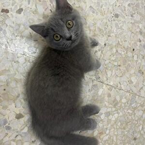 Russian Blue kittens Available | PostAds PH