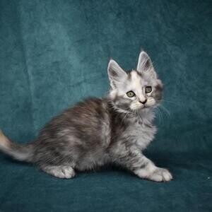 Cute Maine Coon Kittens Available | PostAds PH