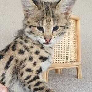 savanna kittens WhatsApp:(+63-9455-189-371) Viber:(+63-9455-189-371) x | PostAds PH