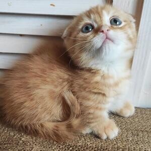 Munchkin kittens WhatsApp:(+63-9455-189-371) Viber:(+63-9455-189-371)x | PostAds PH