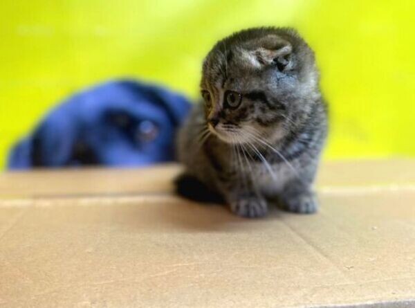 Cute Scottish Fold Kittens Available