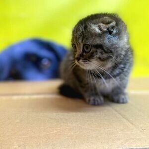 Cute Scottish Fold Kittens Available | PostAds PH