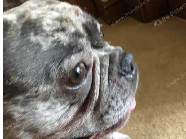 Male French Bulldog  ....viber :+639463422605)