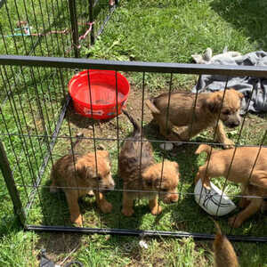 Border terrier x Lakeland ....viber :+639463422605) | PostAds PH
