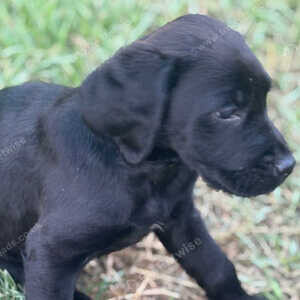 Labrador x Irish setter ....viber :+639463422605) | PostAds PH