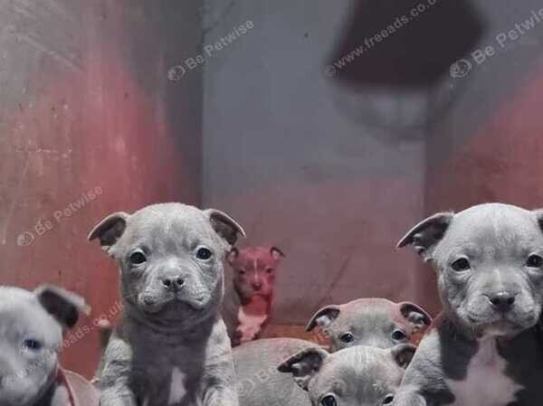 KC Reg Staffordshire Bull Terrier Puppies ....viber :+639463422605)
