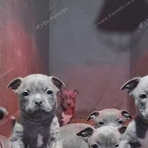 KC Reg Staffordshire Bull Terrier Puppies ....viber :+639463422605) | PostAds PH