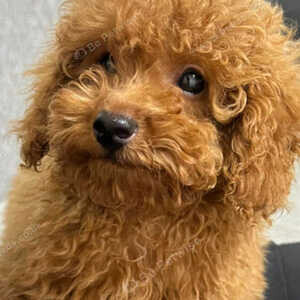 Kc.reg Toy Poodle ....viber :+639463422605) | PostAds PH