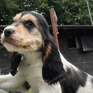 Cocker spaniel pups show type ....viber :+639463422605) | PostAds PH