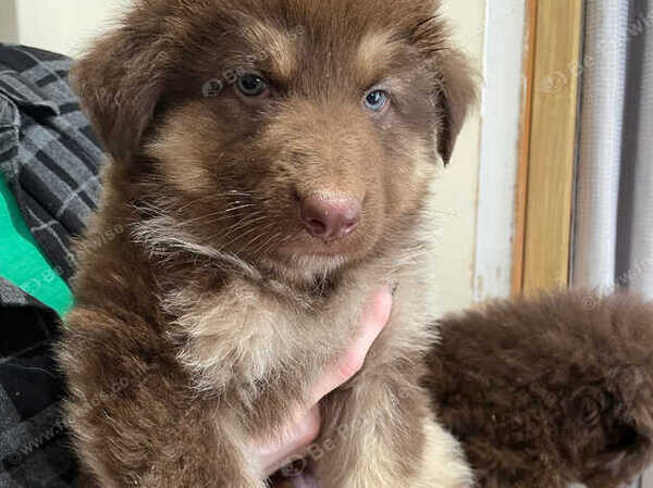 beautiful RARE colours chunky German shepherd pups white , liver 