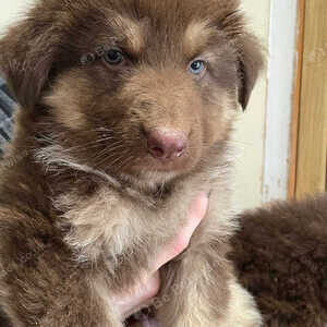 beautiful RARE colours chunky German shepherd pups white , liver | PostAds PH