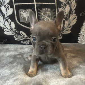 litter of French bulldog puppies ....viber :+639463422605) | PostAds PH