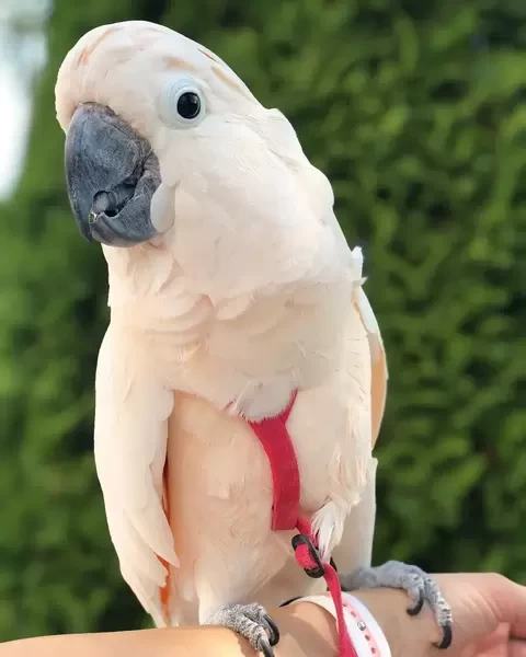 umbrella Cockatoos parrots xxx