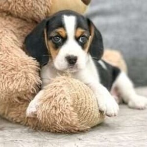 Cute Beagle puppies Available xxxx | PostAds PH