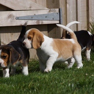 🤎 🤎Beagle puppies for adoption | PostAds PH