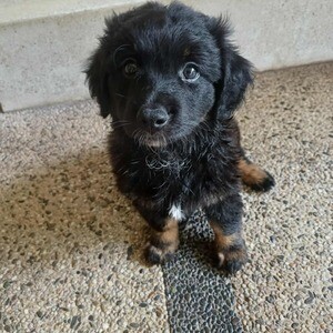 Jap spitz× Dachshund Mix | PostAds PH
