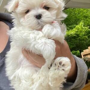 Gorgeous Maltese puppies. | PostAds PH