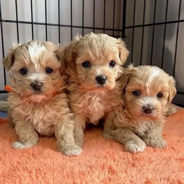 Adorable  Maltipoo Puppy.