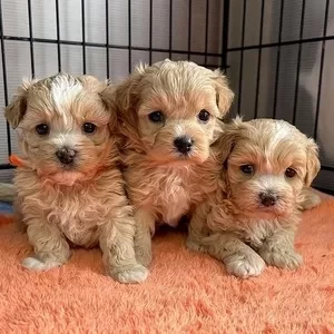 Adorable Maltipoo Puppy. | PostAds PH