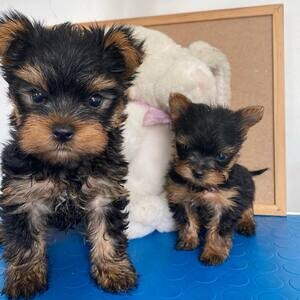 Adorable Yorkshire Ready For A New Home | PostAds PH