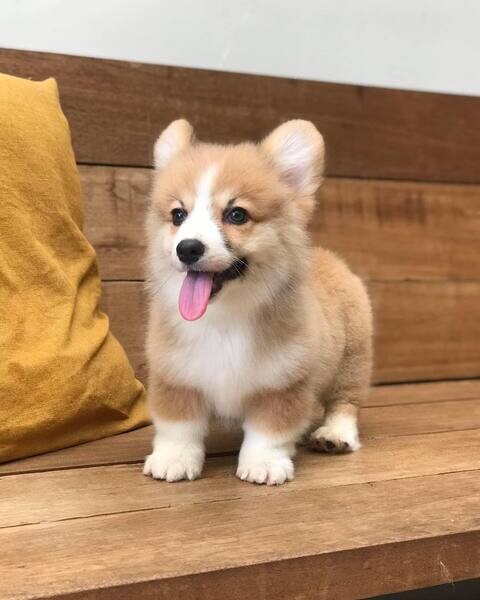 Adorable Pembroke Welsh Corgi.