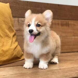 Adorable Pembroke Welsh Corgi. | PostAds PH