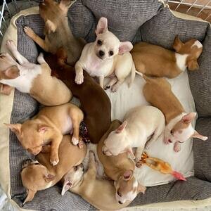 Stunning Teacup Chihuahua. | PostAds PH