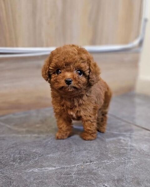 Beautiful Poodle Available.