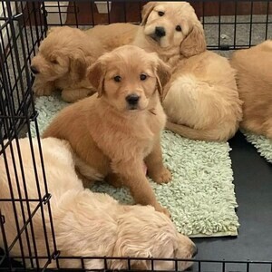 Beautiful Leberador Retriever puppies Ready For A New Home. | PostAds PH