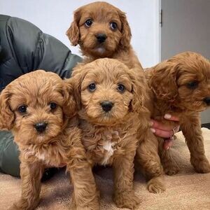Beautiful purebred Cavapoo Puppies. | PostAds PH