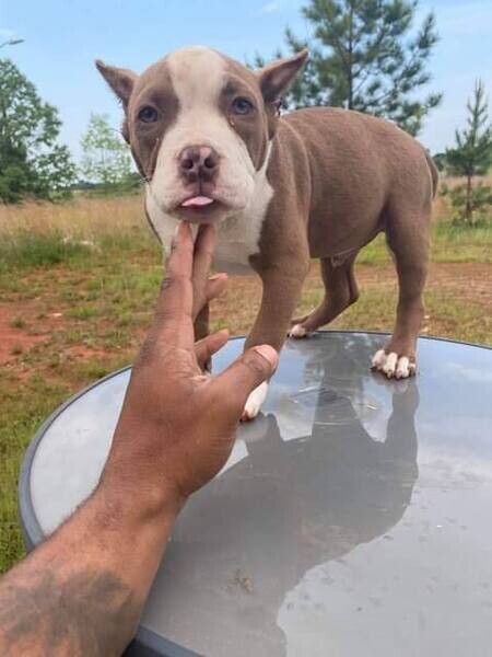 purebred Boston Terri̇er puppies WhatsApp:(+63-9455-189-371)