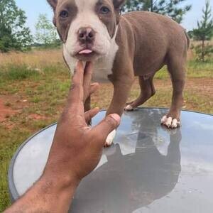 purebred Boston Terri̇er puppies WhatsApp:(+63-9455-189-371) | PostAds PH