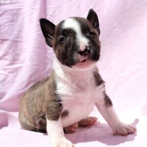 purebred Mini Bull Terrier Puppies WhatsApp:(+63-9455-189-371) | PostAds PH
