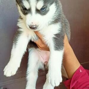 purebred Siberian Husky Puppies WhatsApp:(+63-9455-189-371) | PostAds PH