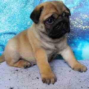 purebred Pug puppies WhatsApp:(+63-9455-189-371) | PostAds PH