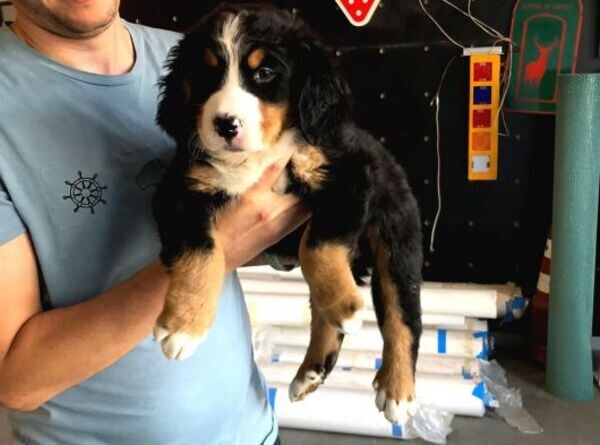 purebred Bernese Mountain puppies WhatsApp:(+63-9455-189-371)