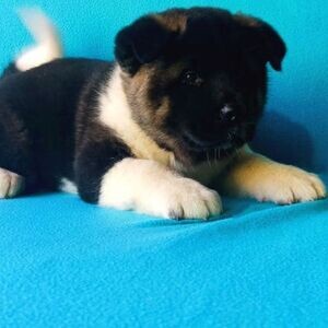 purebred Akita puppies WhatsApp:(+63-9455-189-371) | PostAds PH