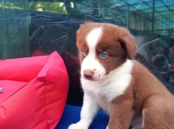 purebred Border Collie puppies WhatsApp:(+63-9455-189-371)