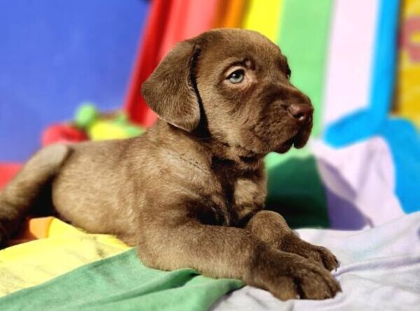 purebred Labrador puppies WhatsApp:(+63-9455-189-371)