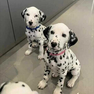 purebred Dalmatian puppies WhatsApp:(+63-9455-189-371) | PostAds PH
