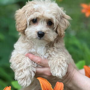 purebred Maltipoo puppies WhatsApp:(+63-9455-189-371) | PostAds PH