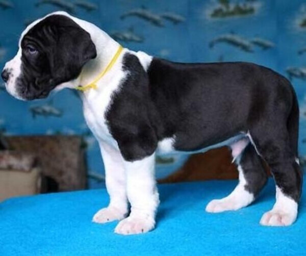 purebred Great Dane Puppies WhatsApp:(+63-9455-189-371)