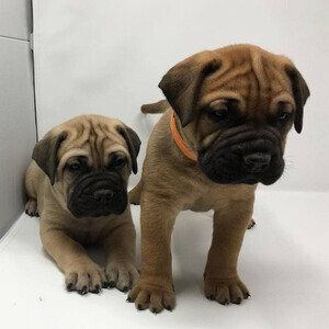 purebred Bullmastiff Puppies WhatsApp:(+63-9455-189-371) | PostAds PH
