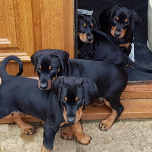 purebred Doberman puppies WhatsApp:(+63-9455-189-371) | PostAds PH