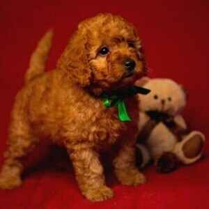 Golden doodle puppies for adoption WhatsApp:(+63-9455-189-371) | PostAds PH