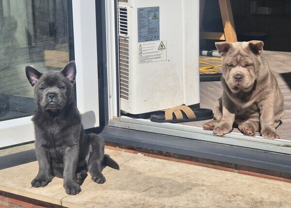 3 boys 1 Girl left CHOW X 🩵🩷🐶 READY TO LEAVE