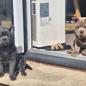 3 boys 1 Girl left CHOW X 🩵🩷🐶 READY TO LEAVE | PostAds PH