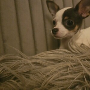 Chihuahua Puppies–House Trained–Ready for Homes | PostAds PH