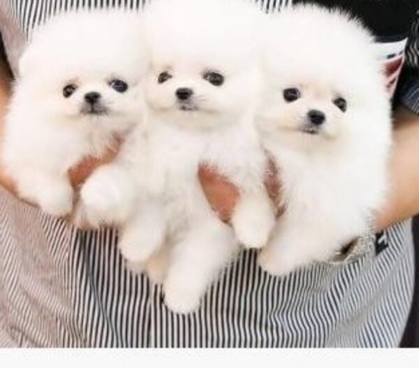 Purebred Pomeranian Puppies 