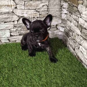 French bulldog Viber:(+63-9455-189-371) WhatsApp:(+63-9455-189-371) | PostAds PH